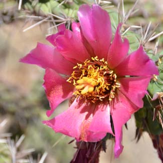 Walkingstick Cactus has showy flowers that includes pale yellow anthers and white, pink or purple styles. Cylindropuntia spinosior 